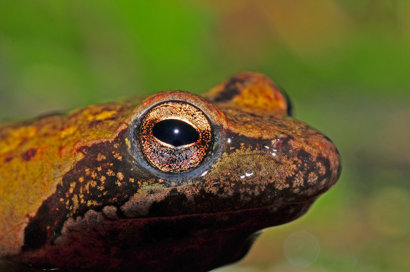 Rana italica